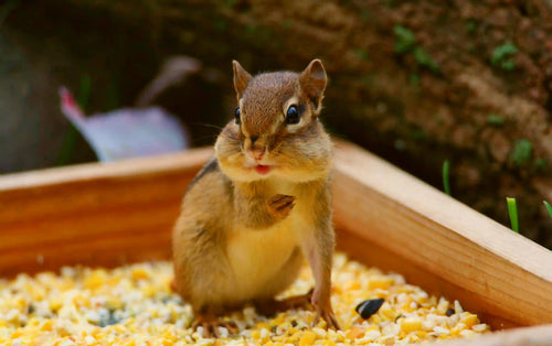 Animals That Eat Corn: Benefits, Risks, and How to Feed Safely