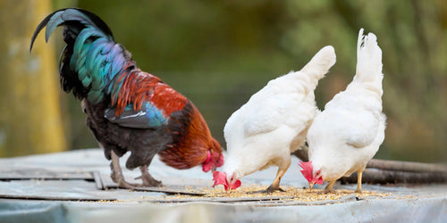 Cracked Corn for Chickens: Benefits, How to Feed, and Whole vs Cracked