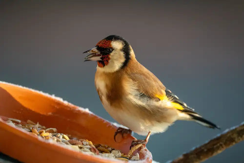 What Can You Feed Birds: Best Foods for Birds and How to Feed Safely