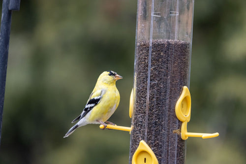 Wildlife Feeding Guide: What to Feed Birds, Deer & Squirrels