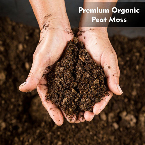 Old Potters Organic Peat Moss, 100% Sphagnum Peat Moss, SEMI Compressed, for Potted Plants & Seed Starting – Organic Gardening for Indoor and Outdoor use. 12 quarts.