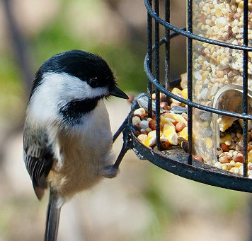 Wildlife Feed